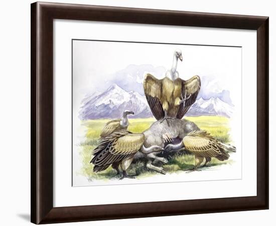 Birds: Falconiformes, Eurasian Griffon Vulture, (Gyps Fulvus) Feeding on Dead Animal-null-Framed Giclee Print