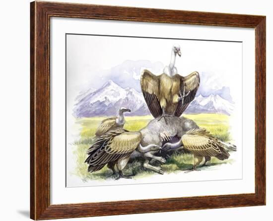 Birds: Falconiformes, Eurasian Griffon Vulture, (Gyps Fulvus) Feeding on Dead Animal-null-Framed Giclee Print