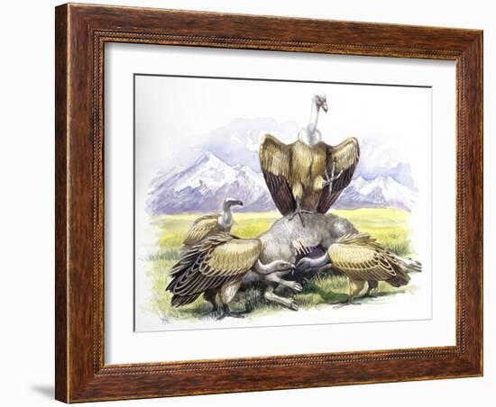 Birds: Falconiformes, Eurasian Griffon Vulture, (Gyps Fulvus) Feeding on Dead Animal-null-Framed Giclee Print