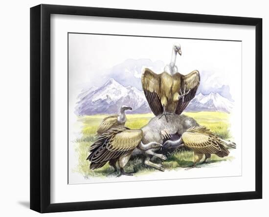 Birds: Falconiformes, Eurasian Griffon Vulture, (Gyps Fulvus) Feeding on Dead Animal-null-Framed Giclee Print