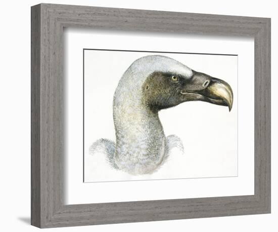 Birds: Falconiformes, Eurasian Griffon Vulture, (Gyps Fulvus)-null-Framed Giclee Print