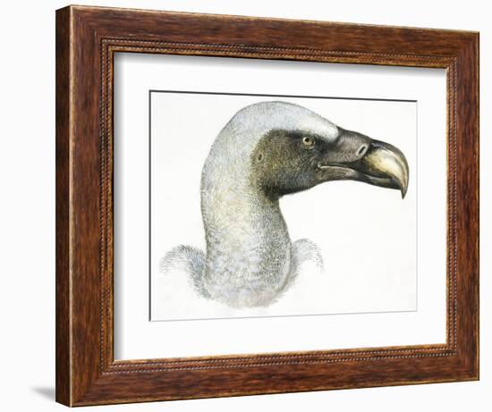 Birds: Falconiformes, Eurasian Griffon Vulture, (Gyps Fulvus)-null-Framed Giclee Print