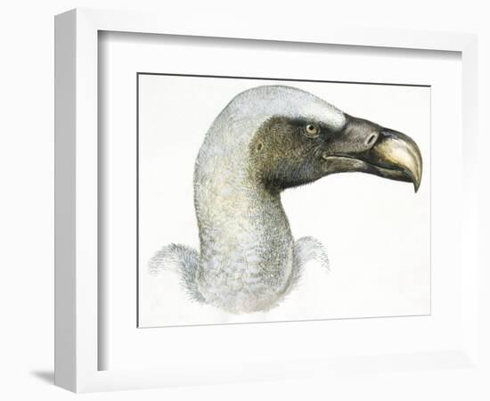 Birds: Falconiformes, Eurasian Griffon Vulture, (Gyps Fulvus)-null-Framed Giclee Print