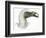 Birds: Falconiformes, Eurasian Griffon Vulture, (Gyps Fulvus)-null-Framed Giclee Print