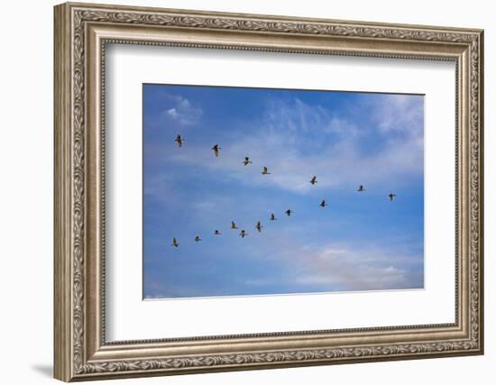 Birds flying over the Saloum river delta in Senegal, West Africa, Africa-Godong-Framed Photographic Print