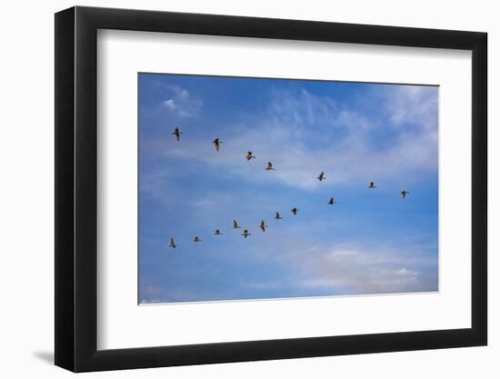 Birds flying over the Saloum river delta in Senegal, West Africa, Africa-Godong-Framed Photographic Print