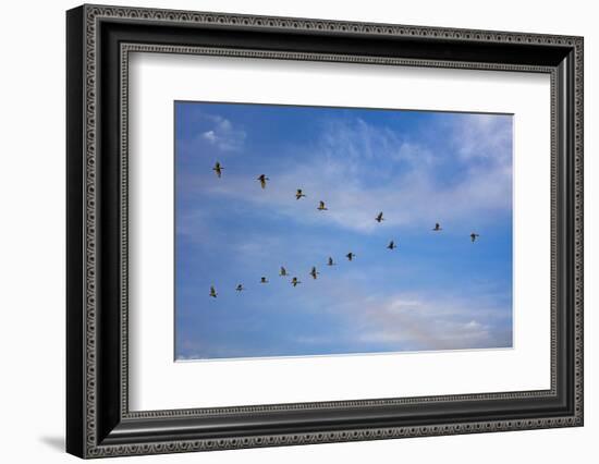 Birds flying over the Saloum river delta in Senegal, West Africa, Africa-Godong-Framed Photographic Print