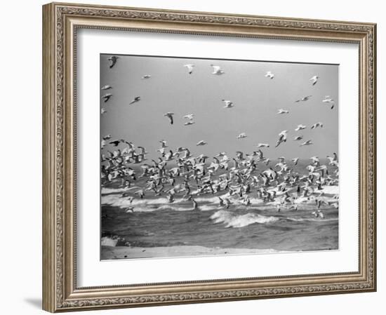 Birds Flying over the Waters of Lake Michigan in Indiana Dunes State Park-Michael Rougier-Framed Photographic Print