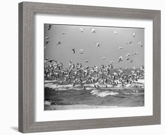 Birds Flying over the Waters of Lake Michigan in Indiana Dunes State Park-Michael Rougier-Framed Photographic Print