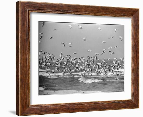 Birds Flying over the Waters of Lake Michigan in Indiana Dunes State Park-Michael Rougier-Framed Photographic Print