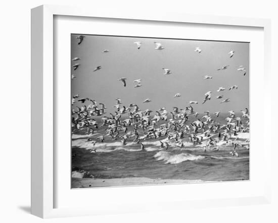 Birds Flying over the Waters of Lake Michigan in Indiana Dunes State Park-Michael Rougier-Framed Photographic Print