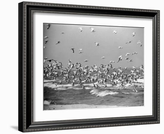 Birds Flying over the Waters of Lake Michigan in Indiana Dunes State Park-Michael Rougier-Framed Photographic Print