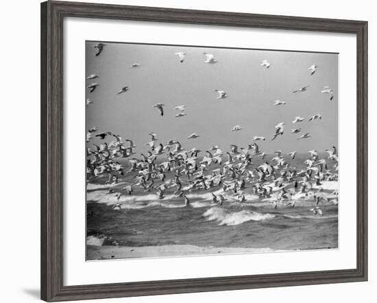 Birds Flying over the Waters of Lake Michigan in Indiana Dunes State Park-Michael Rougier-Framed Photographic Print