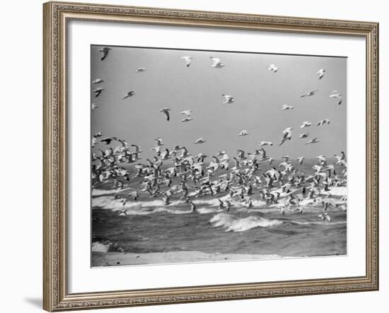 Birds Flying over the Waters of Lake Michigan in Indiana Dunes State Park-Michael Rougier-Framed Photographic Print