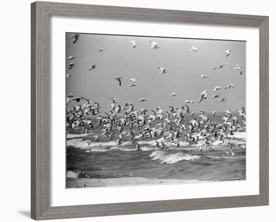 Birds Flying over the Waters of Lake Michigan in Indiana Dunes State Park-Michael Rougier-Framed Photographic Print