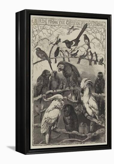 Birds from the Crystal Palace Show-Harrison William Weir-Framed Premier Image Canvas