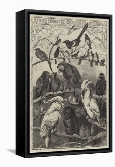 Birds from the Crystal Palace Show-Harrison William Weir-Framed Premier Image Canvas