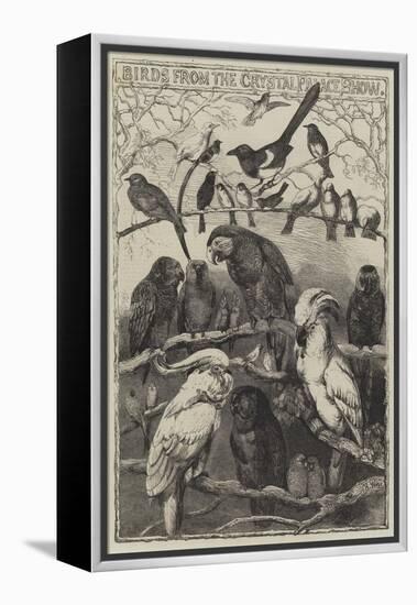 Birds from the Crystal Palace Show-Harrison William Weir-Framed Premier Image Canvas