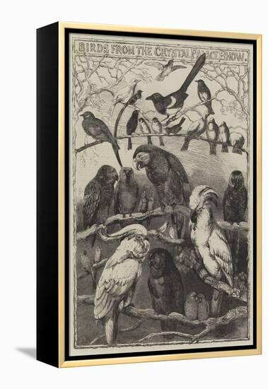 Birds from the Crystal Palace Show-Harrison William Weir-Framed Premier Image Canvas