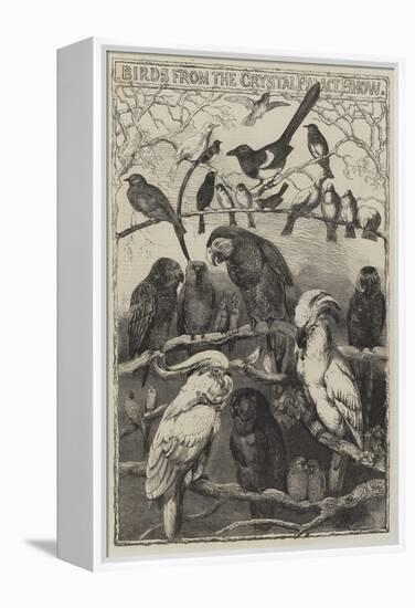 Birds from the Crystal Palace Show-Harrison William Weir-Framed Premier Image Canvas