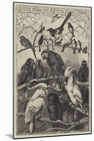 Birds from the Crystal Palace Show-Harrison William Weir-Mounted Giclee Print