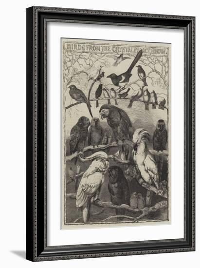 Birds from the Crystal Palace Show-Harrison William Weir-Framed Giclee Print