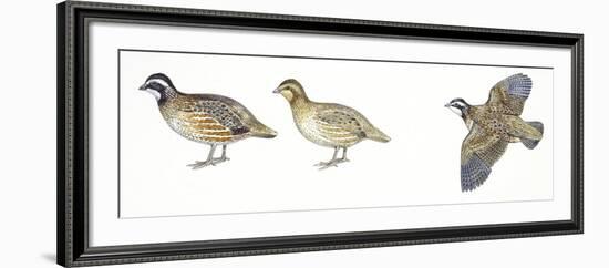 Birds: Galliformes, Bobwhite Quail (Colinus Virginianus), Male and Female-null-Framed Giclee Print