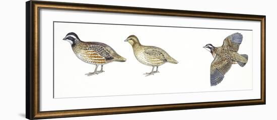 Birds: Galliformes, Bobwhite Quail (Colinus Virginianus), Male and Female-null-Framed Giclee Print