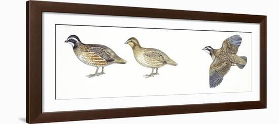 Birds: Galliformes, Bobwhite Quail (Colinus Virginianus), Male and Female-null-Framed Giclee Print