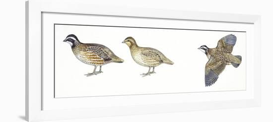 Birds: Galliformes, Bobwhite Quail (Colinus Virginianus), Male and Female-null-Framed Giclee Print