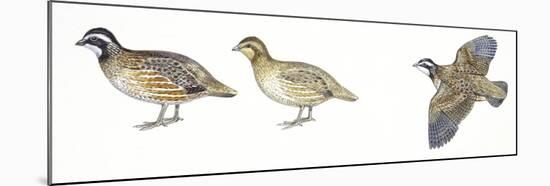 Birds: Galliformes, Bobwhite Quail (Colinus Virginianus), Male and Female-null-Mounted Giclee Print