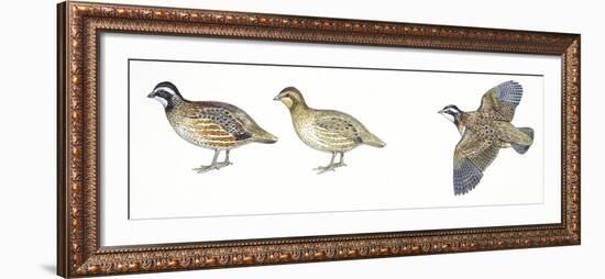 Birds: Galliformes, Bobwhite Quail (Colinus Virginianus), Male and Female-null-Framed Giclee Print