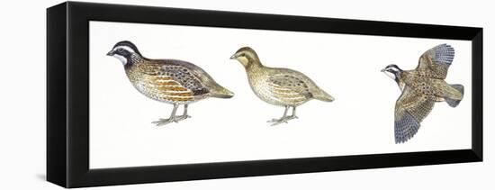 Birds: Galliformes, Bobwhite Quail (Colinus Virginianus), Male and Female-null-Framed Premier Image Canvas