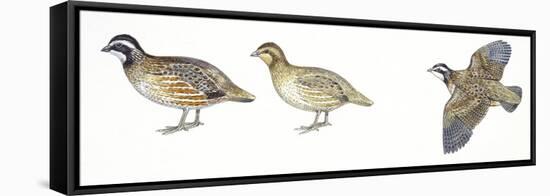 Birds: Galliformes, Bobwhite Quail (Colinus Virginianus), Male and Female-null-Framed Premier Image Canvas