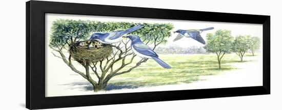 Birds: Galliformes, Malleefowl (Leipoa Ocellata) and Cross Section of Nest in Ground-null-Framed Giclee Print