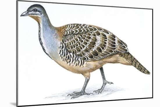 Birds: Galliformes, Malleefowl (Leipoa Ocellata)-null-Mounted Giclee Print