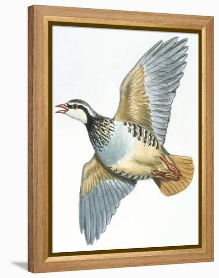 Birds: Galliformes, Red-Legged Partridge (Alectoris Rufa)-null-Framed Premier Image Canvas