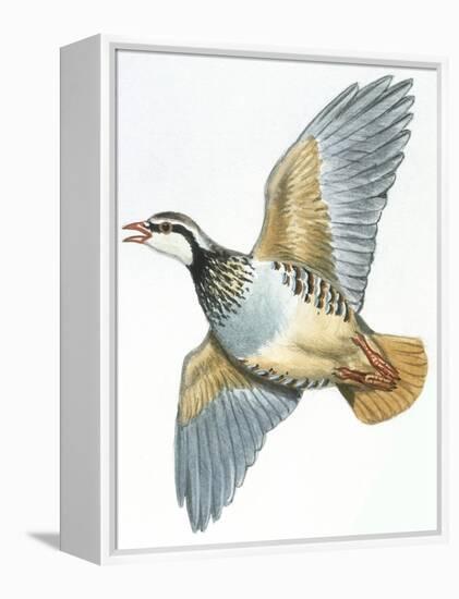 Birds: Galliformes, Red-Legged Partridge (Alectoris Rufa)-null-Framed Premier Image Canvas