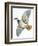 Birds: Galliformes, Red-Legged Partridge (Alectoris Rufa)-null-Framed Giclee Print