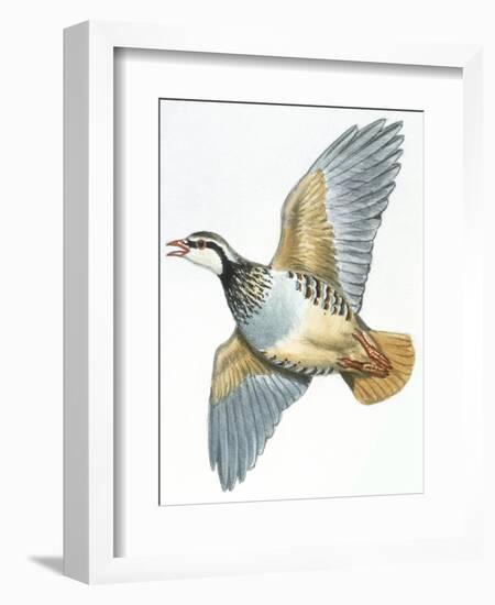 Birds: Galliformes, Red-Legged Partridge (Alectoris Rufa)-null-Framed Giclee Print