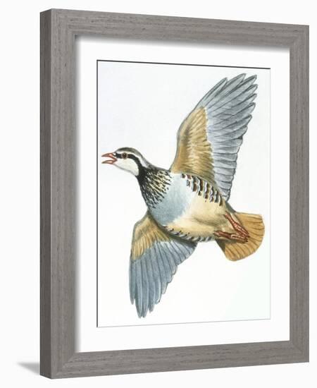 Birds: Galliformes, Red-Legged Partridge (Alectoris Rufa)-null-Framed Giclee Print