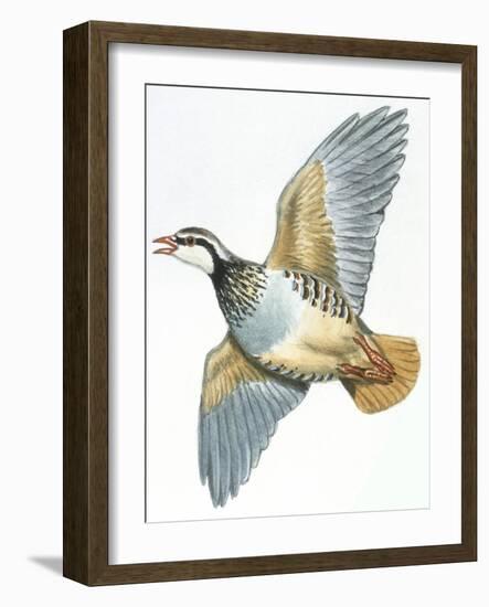 Birds: Galliformes, Red-Legged Partridge (Alectoris Rufa)-null-Framed Giclee Print