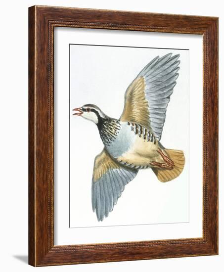 Birds: Galliformes, Red-Legged Partridge (Alectoris Rufa)-null-Framed Giclee Print