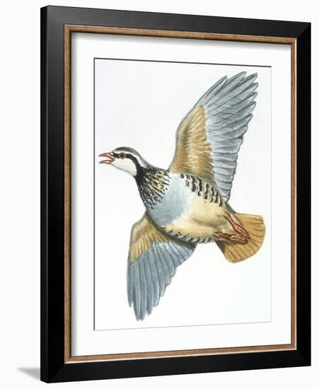 Birds: Galliformes, Red-Legged Partridge (Alectoris Rufa)-null-Framed Giclee Print