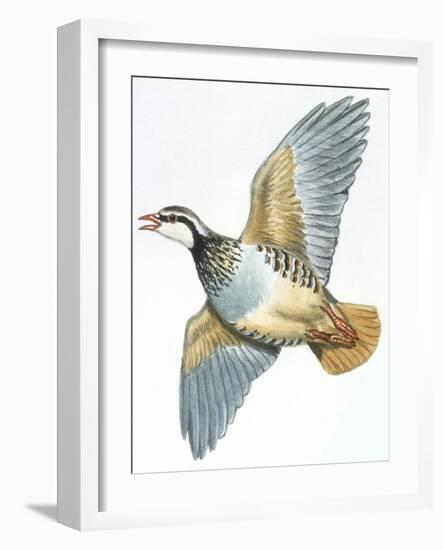 Birds: Galliformes, Red-Legged Partridge (Alectoris Rufa)-null-Framed Giclee Print