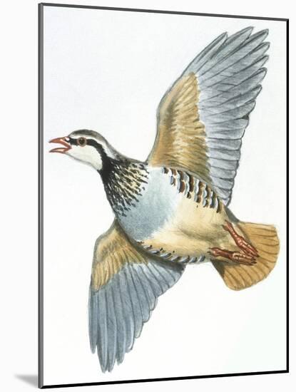 Birds: Galliformes, Red-Legged Partridge (Alectoris Rufa)-null-Mounted Giclee Print