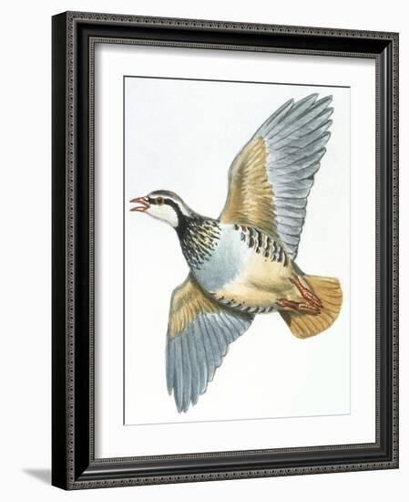 Birds: Galliformes, Red-Legged Partridge (Alectoris Rufa)-null-Framed Giclee Print