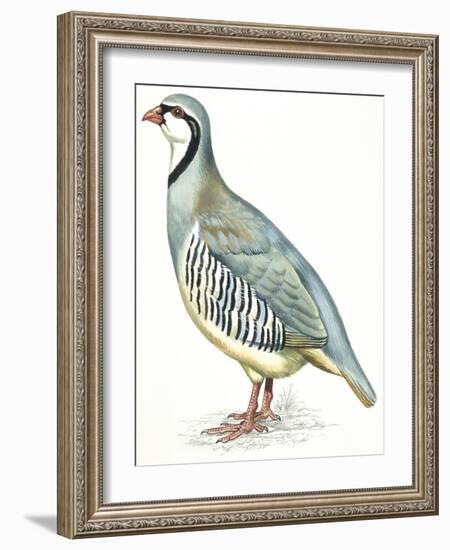 Birds: Galliformes, Rock Partridge (Alectoris Graeca)-null-Framed Giclee Print