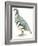 Birds: Galliformes, Rock Partridge (Alectoris Graeca)-null-Framed Giclee Print