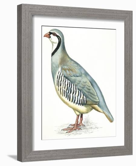 Birds: Galliformes, Rock Partridge (Alectoris Graeca)-null-Framed Giclee Print